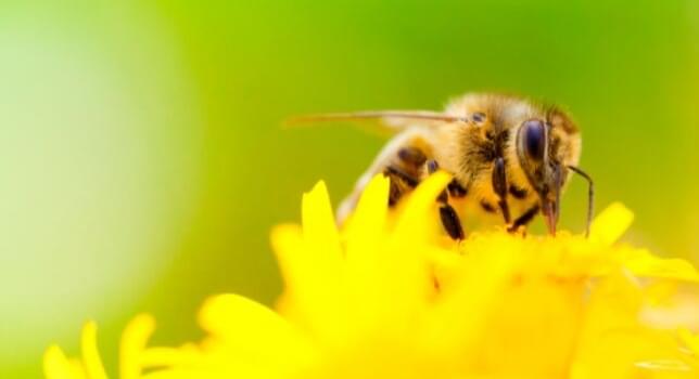 Pollinator Studies