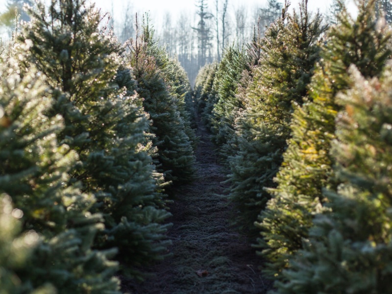 How ISO 45001 Helps Protect Christmas Trees and Their Workers