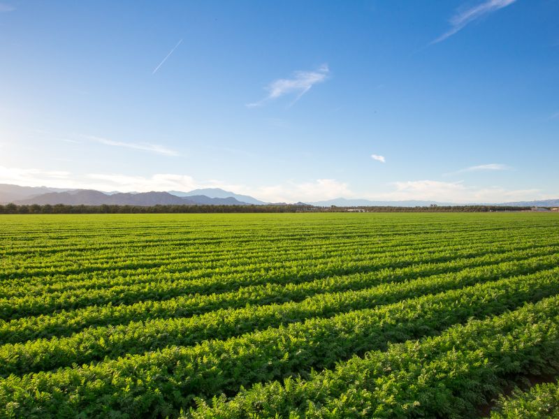 Understanding Challenges in Microbial Pesticide Terrestrial Estimated Environmental Concentrations (EECs)