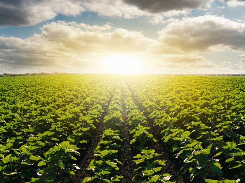 Webinar:  Environmental Risk Assessment of Microbial Crop Protection Products 