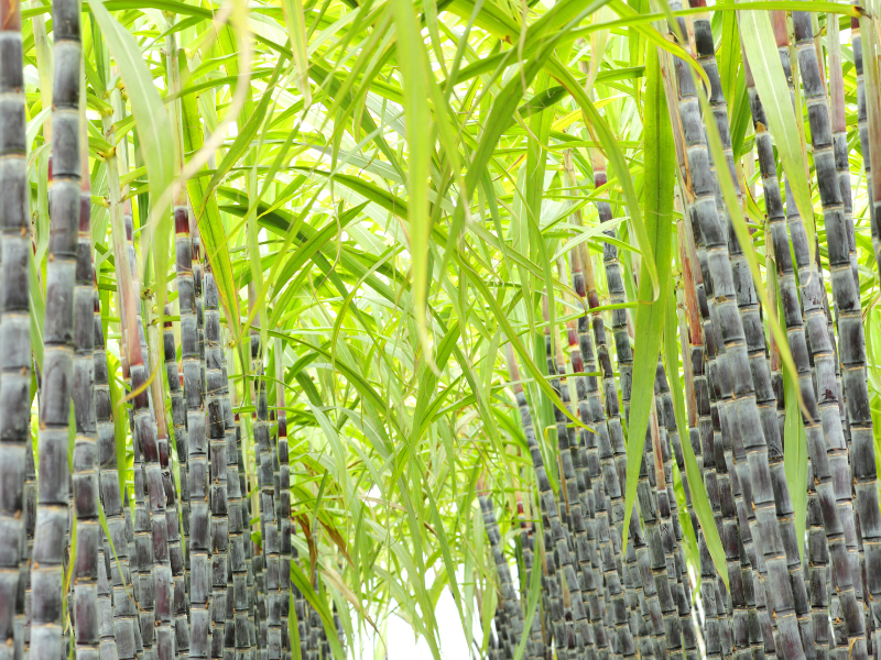 Evaluating and Implementing Bio Elastomers